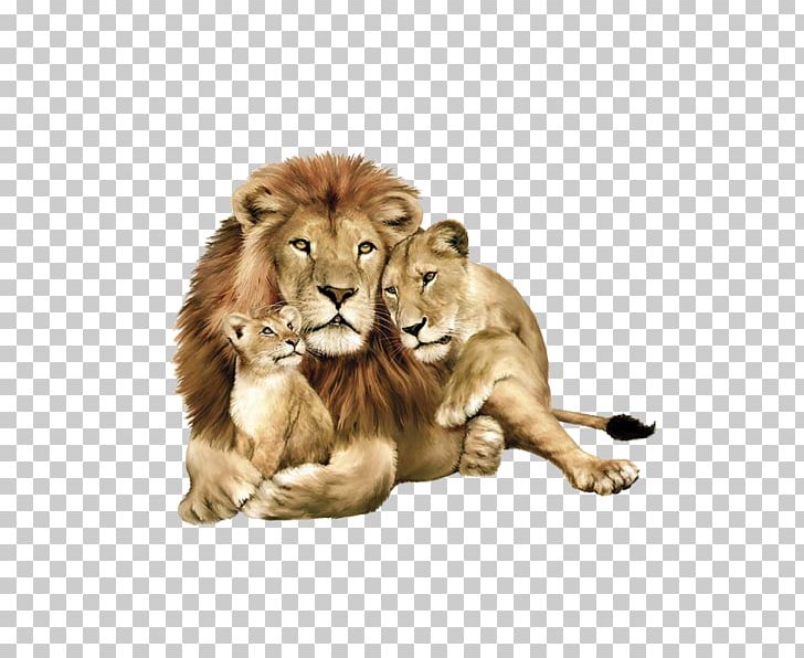 Baby Lions East African Lion Lion Family Book Tiger Felidae PNG, Clipart, Animals, Asiatic Lion, Baby, Baby Lion, Baby Lions Free PNG Download