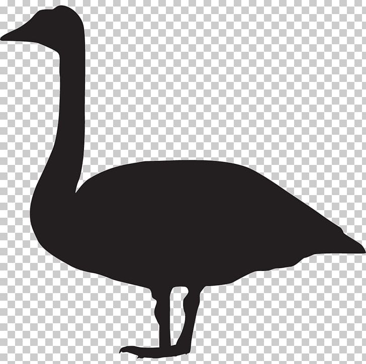 Bird Duck Goose Mute Swan Cornell Lab Of Ornithology PNG, Clipart, All About, Anatidae, Animals, Anseriformes, Beak Free PNG Download