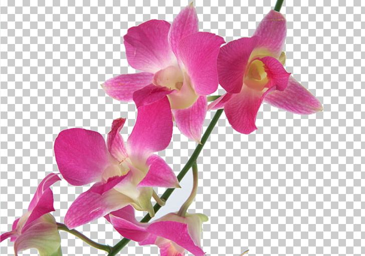 Cooktown Orchid Flower U30c7u30f3u30d5u30a1u30ecu7cfb Orchids U6d0bu30e9u30f3 PNG, Clipart, Bouquet, Budi Daya, Cattleya, Cut Flowers, Dendrobium Free PNG Download