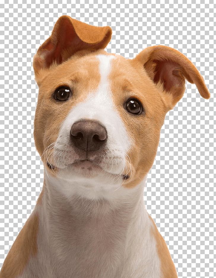 Jack Russell Terrier Bull Terrier Puppy PNG, Clipart, 1080p, Animals, Bull Terrier, Carnivoran, Collectable Free PNG Download