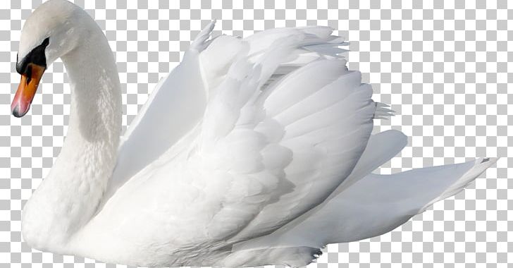 Swan PNG, Clipart, Swan Free PNG Download