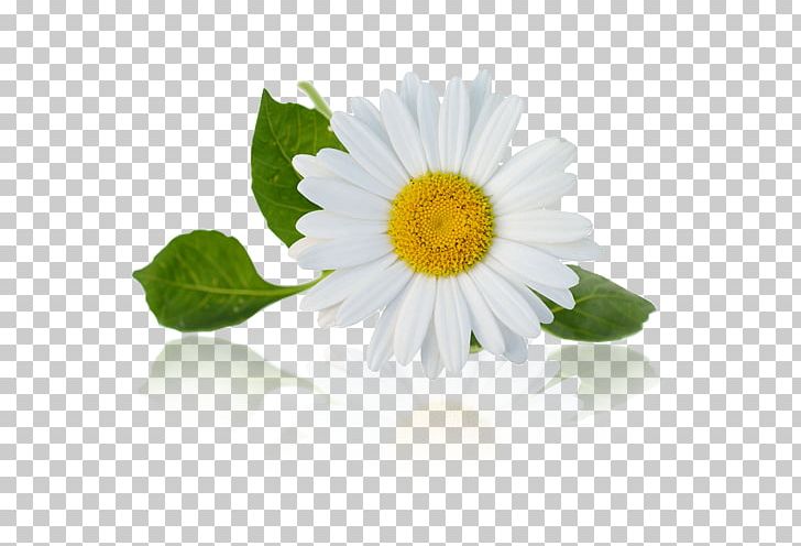 Chamomile Stock Photography PNG, Clipart, Annual Plant, Art, Aster, Chamaemelum Nobile, Chamomile Free PNG Download