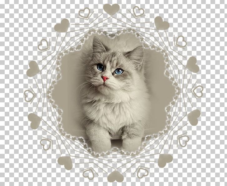 Ragdoll Siberian Cat Himalayan Cat Turkish Angora Maine Coon PNG, Clipart, Animal, Animals, Carnivoran, Cartoon Character, Cartoon Cloud Free PNG Download