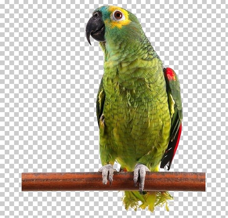 Bird Cockatoo Budgerigar Dog Cat PNG, Clipart, Animal, Animals, Beak, Birds, Common Pet Parakeet Free PNG Download