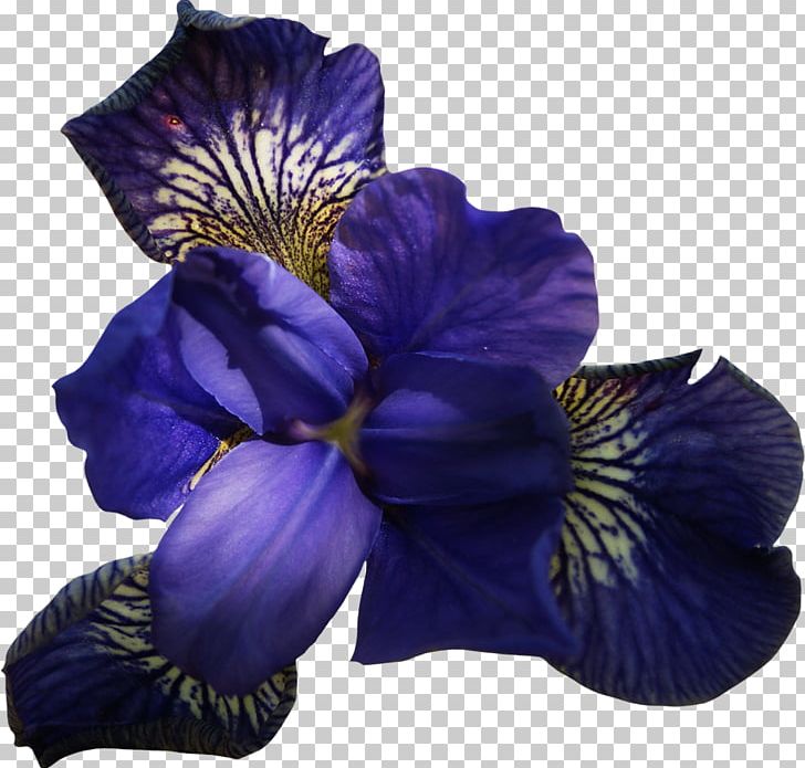 Flower Violet Pansy PNG, Clipart, Blumen, Color, Cut Flowers, Flower, Flower Bouquet Free PNG Download