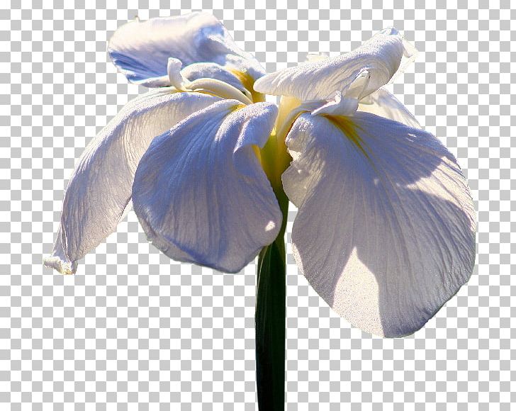 Irises Flower Petal PNG, Clipart, Bayan, Blue, Flower, Flowering Plant, Garden Roses Free PNG Download