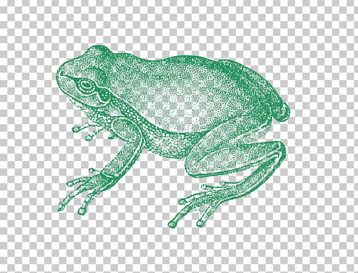 Toad Zoology Of Egypt Die Zoologie True Frog PNG, Clipart, Amphibian, Animal, Animal Figure, Animals, Drawing Free PNG Download