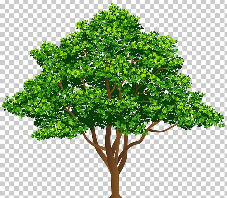 Tree Drawing Illustration PNG, Clipart, Art, Branch, Clipart, Clip Art, Drawing Free PNG Download