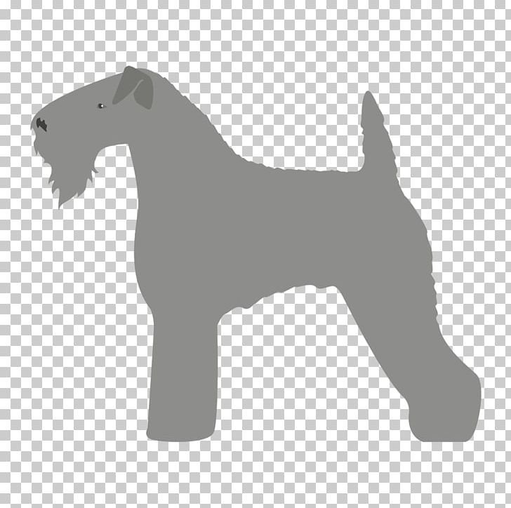 Miniature Schnauzer Lakeland Terrier Dog Breed Kerry Blue Terrier PNG, Clipart, Breed, Canis, Carnivoran, County Kerry, Dog Free PNG Download