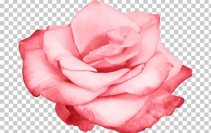Flower PNG, Clipart, Art, Blue, Blue Rose, China Rose, Closeup Free PNG Download