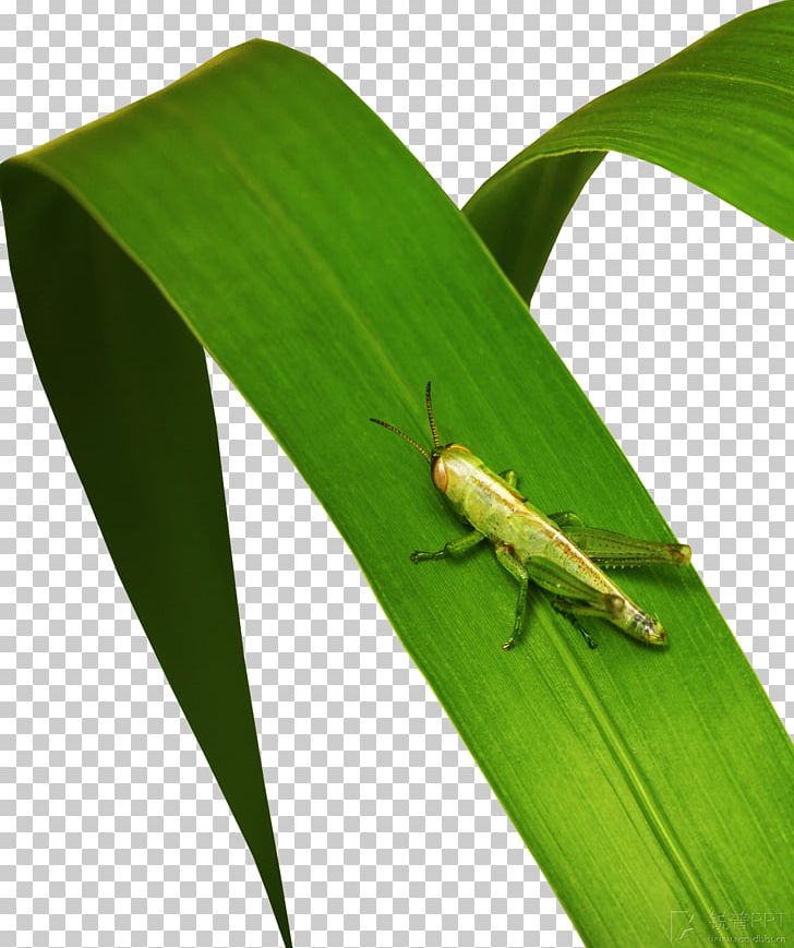 Grasshopper Cartoon Icon PNG, Clipart, Animation, Background Green, Banana  Leaf, Caelifera, Cartoon Free PNG Download