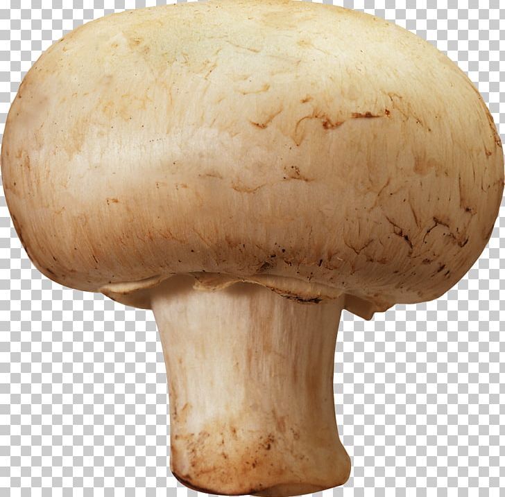 Mushroom PNG, Clipart, Mushroom Free PNG Download