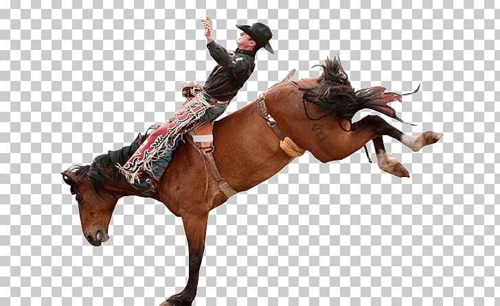 Rodeo Mustang Equestrian Rein Stallion PNG, Clipart, Animal Sports, Bridle, Cowboy, Equestrian, Equestrianism Free PNG Download