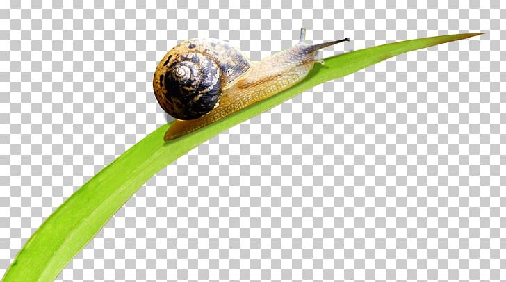 Snail Orthogastropoda Caracol Leaf PNG, Clipart, Animals, Artificial Grass, Cartoon Grass, Creative Grass, Cute Free PNG Download