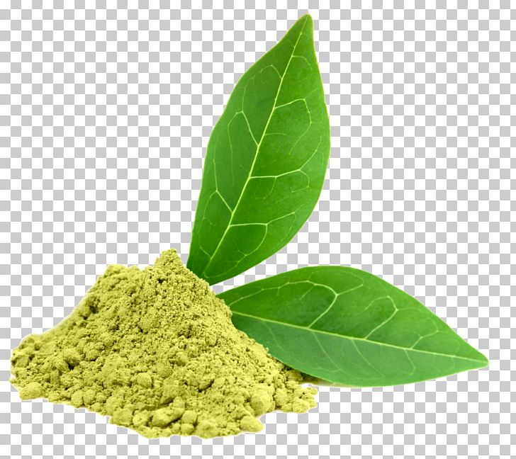Green Tea Matcha Dietary Supplement Epigallocatechin Gallate PNG, Clipart, Camellia, Camellia Sinensis, Catechin, Dietary Supplement, Extract Free PNG Download