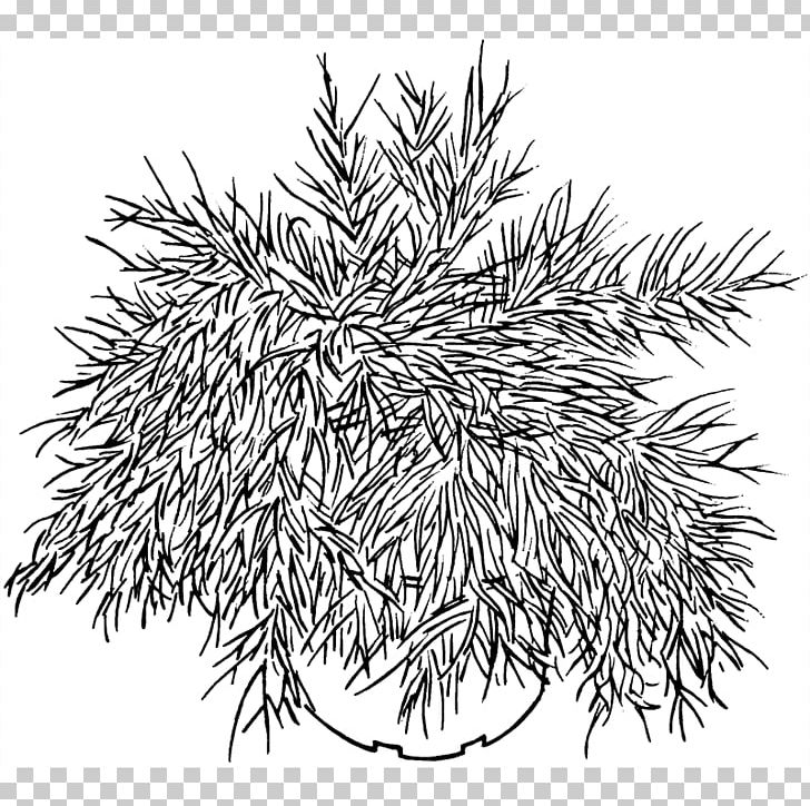 Spruce Line Art White Flowering Plant PNG, Clipart, Art, Black And White, Branch, Conifer, Drawing Free PNG Download