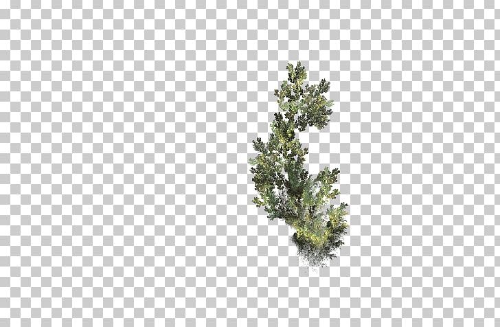 Twig Mimosa Desktop Plant Stem Photography PNG, Clipart, Atmosphere Of Earth, Biome, Branch, Complaint, Computer Free PNG Download