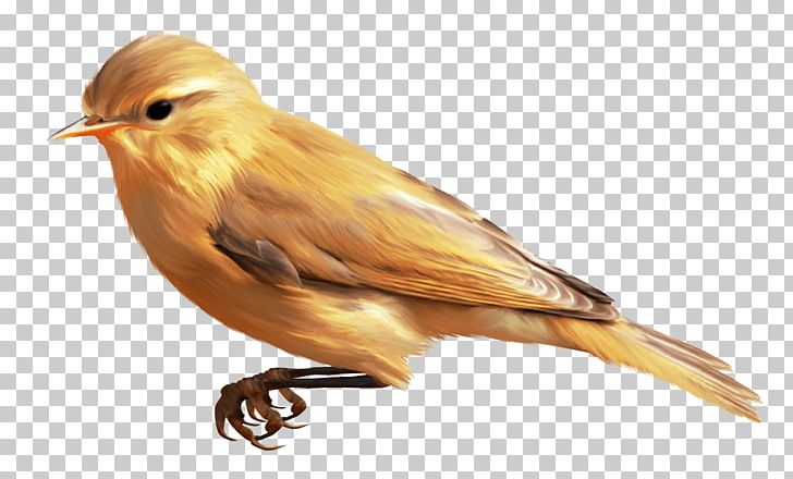 Common Nightingale Finches Ortolan Bunting House Sparrow PNG, Clipart, American Sparrows, Autumn Elements, Beak, Bird, Bunting Free PNG Download