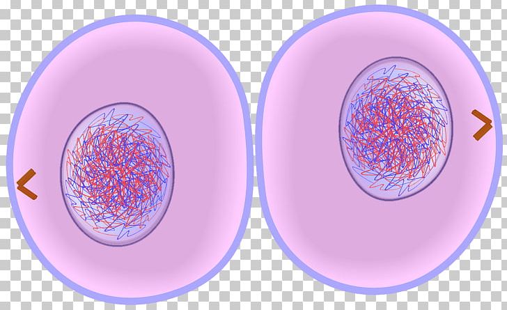 Cytokinesis Cell Cycle Mitosis Cell Division PNG, Clipart, Anaphase, Cell, Cell Cycle, Cell Cycle Checkpoint, Cell Division Free PNG Download