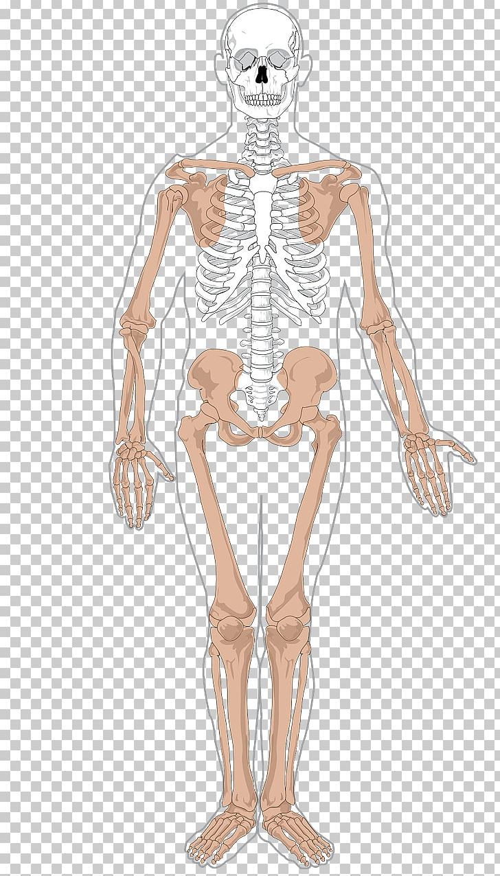 Human Skeleton Human Body Anatomy Axial Skeleton PNG, Clipart, Abdomen, Anatomy, Appendicular Skeleton, Arm, Axial Skeleton Free PNG Download