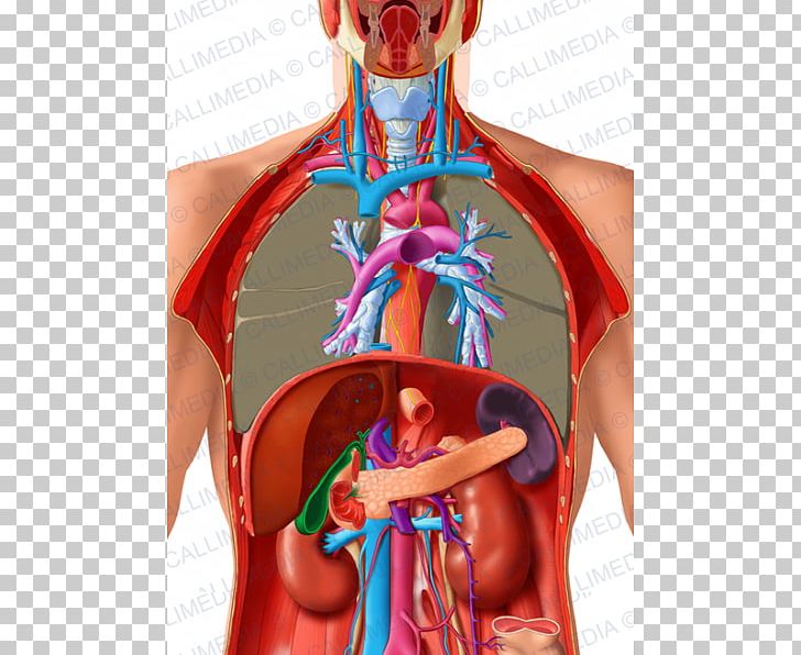 Abdomen Organ Thorax Human Body Human Anatomy PNG, Clipart, Abdomen, Anatomy, Artery, Blood Vessel, Esophagus Free PNG Download