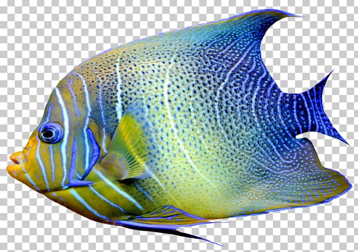 Goldfish Chaetodon Angelfish PNG, Clipart, Angelfish, Animals, Butterflyfish, Chaetodon, Color Free PNG Download
