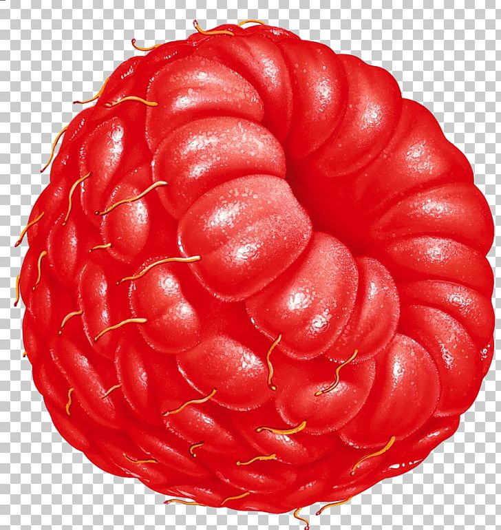 Raspberry Fruit PNG, Clipart, Berry, Blackberry, Bologna Sausage, Clipping Path, Computer Icons Free PNG Download