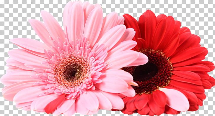 Transvaal Daisy Cut Flowers Chrysanthemum Room PNG, Clipart, Balcony, Blog, Chrysanthemum, Chrysanths, Closeup Free PNG Download