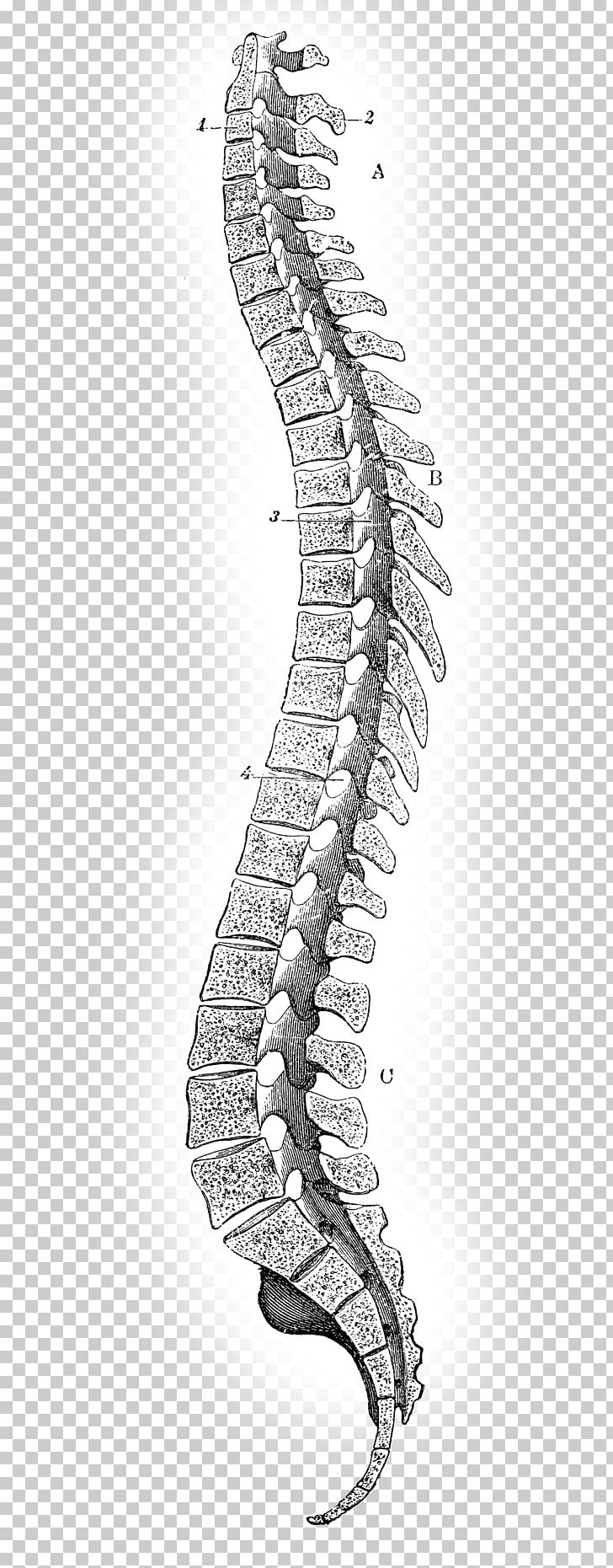 Drawing Vertebral Column PNG, Clipart, Anatomy, Back Pain, Biological Illustration, Column, Drawing Free PNG Download