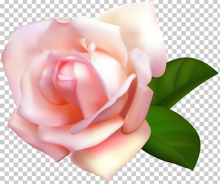 Garden Roses Centifolia Roses Rosa Chinensis PNG, Clipart, China Rose, Clipart, Closeup, Computer Wallpaper, Cut Flowers Free PNG Download