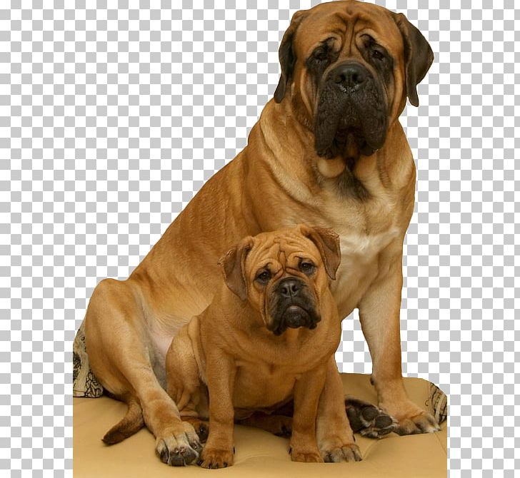 Tosa Bullmastiff Ori-Pei Boerboel Toy Bulldog PNG, Clipart, Ancient Dog Breeds, Boerboel, Breed, Bulldog, Bulldog Breeds Free PNG Download