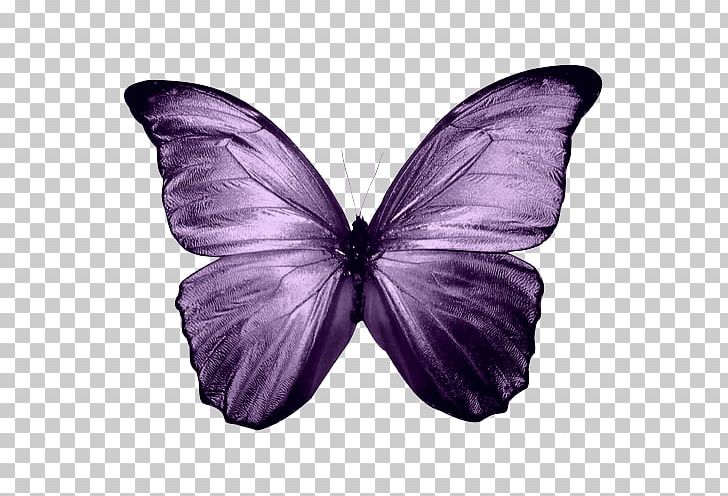 Butterfly Desktop Blue PNG, Clipart, Art, Blue, Blue Butterfly, Brush Footed Butterfly, Buterfly Free PNG Download