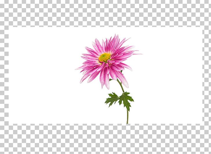 Chrysanthemum Flower Transvaal Daisy Daisy Family Stock Photography PNG, Clipart, Annual Plant, Aster, Chrysanthemum, Chrysanths, Common Daisy Free PNG Download