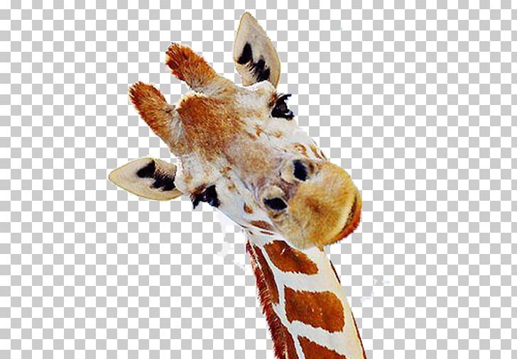 Northern Giraffe Mammal Neck We Heart It PNG, Clipart, Animal, Animals, Body, Euclidean Vector, Expression Free PNG Download