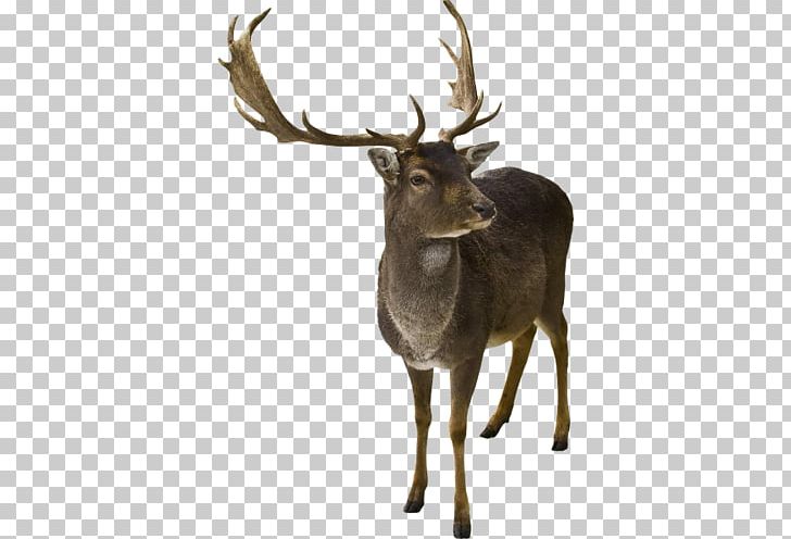 Reindeer Horn Elk White-tailed Deer PNG, Clipart, Animal, Antler, Cartoon, Christmas Card, Deer Free PNG Download