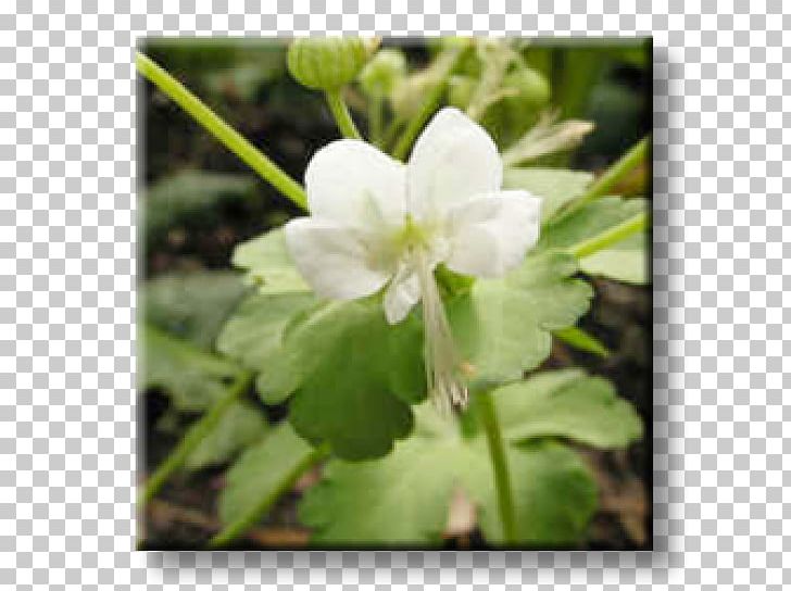 Bigroot Geranium Perennial Plant Bugleherb Ornamental Plant PNG, Clipart,  Free PNG Download