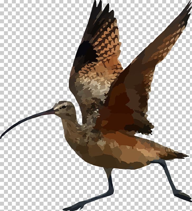 Bird Long-billed Curlew Beak PNG, Clipart, Animals, Beak, Bird, Bristlethighed Curlew, Curlew Free PNG Download