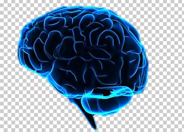 Human Brain Neuroimaging Artificial Intelligence Brain–computer Interface PNG, Clipart, Artificial Intelligence, Blue Brain Project, Brain, Cerebrum, Cobalt Blue Free PNG Download