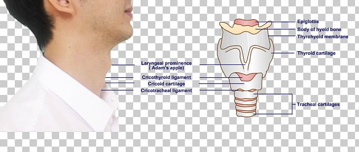 Mouth Cricoid Cartilage Hyoid Bone Larynx PNG, Clipart, Abdomen, Angle, Arm, Bone, Cartilage Free PNG Download