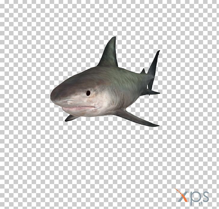 Tiger Shark Great White Shark Grand Theft Auto V Lamniformes Requiem Sharks PNG, Clipart, 3d Modeling, Animal, Car, Carcharhiniformes, Cartilaginous Fish Free PNG Download