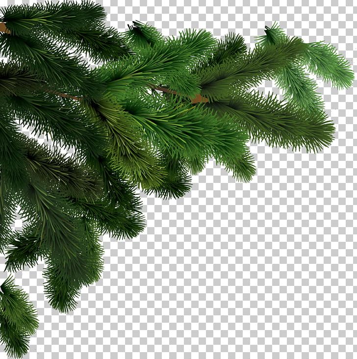 Fir Tree PNG, Clipart, Branch, Christmas, Christmas Decoration, Christmas Ornament, Christmas Tree Free PNG Download