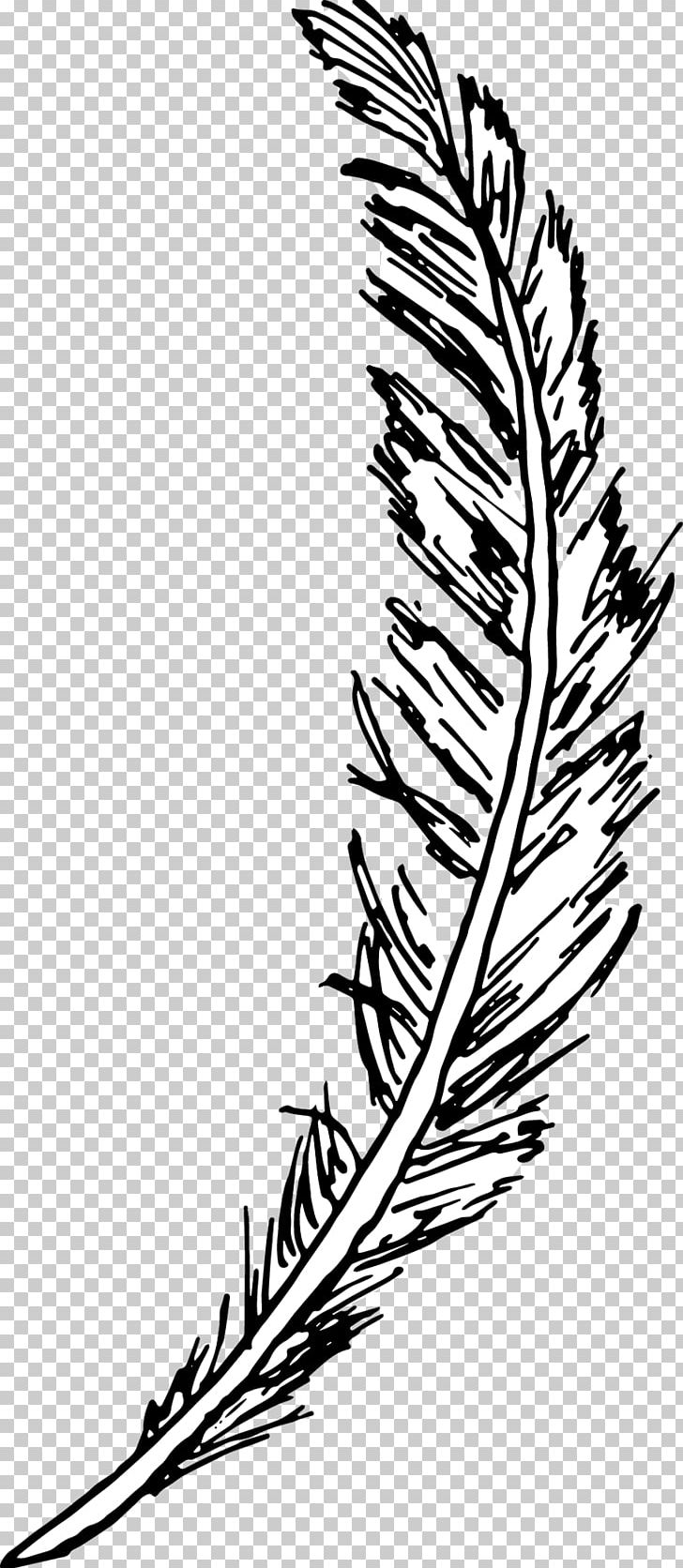 Line Art Drawing Feather Bird Sketchbook PNG, Clipart, Animals, Beak, Bird, Black And White, Book Free PNG Download