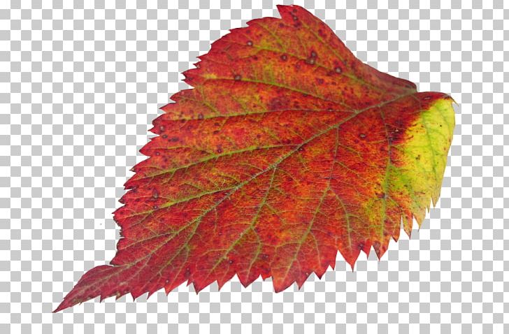 Maple Leaf PNG, Clipart, Autumn, Leaf, Maple, Maple Leaf, Plant Free PNG Download