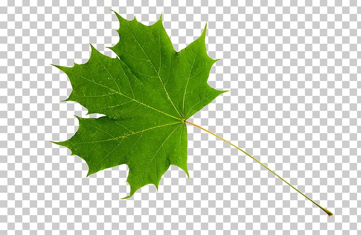 Maple Leaf Red Maple Sugar Maple Green PNG, Clipart, Blue, Botany, Grape Leaves, Green, Green Leaf Free PNG Download
