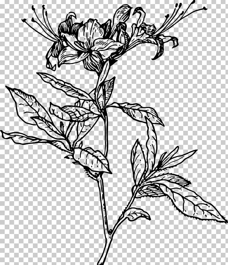 Azalea Drawing Rhododendron PNG, Clipart, Art, Artwork, Azalea, Black And White, Branch Free PNG Download