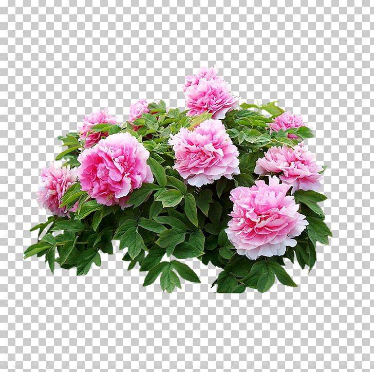 Heze Moutan Peony U8fceu5ba2u677e Dianjiang County PNG, Clipart, Annual Plant, Artificial Flower, Color, Floribunda, Flower Free PNG Download