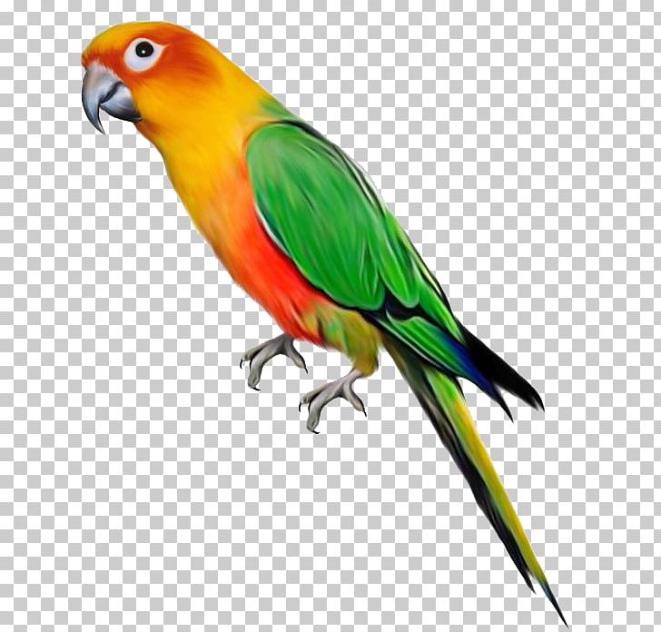 Parrot Bird PNG, Clipart, Animals, Beak, Bird, Clip Art, Common Pet Parakeet Free PNG Download