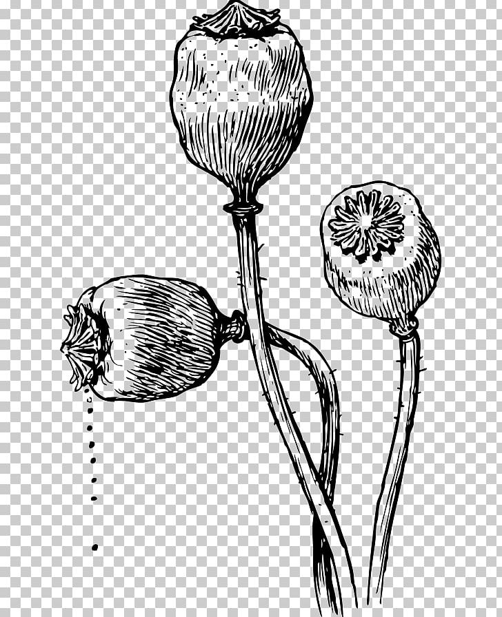 Poppy Seed Opium Poppy California Poppy Drawing PNG, Clipart, Black And White, California Poppy, Drawing, Flora, Flower Free PNG Download