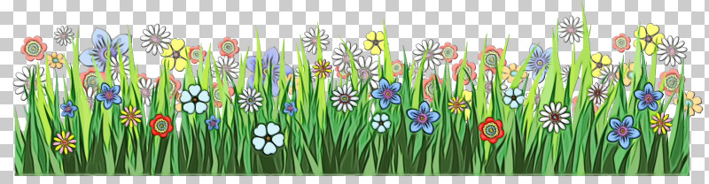 Plant Grass Flower Grass Family Wildflower Png, Clipart, Flower, Grass 