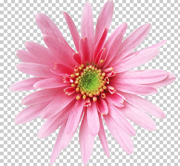 Desktop PNG, Clipart, Animation, Annual Plant, Aster, Chrysanths, Cicek Free PNG Download